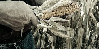 农民剥玉米棒子