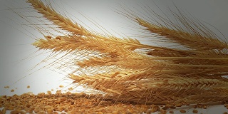 高清慢镜头:麦穗和种子