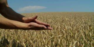 高清:小麦产量