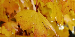 HD:秋天森林里的雨天