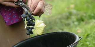 高清:收获葡萄