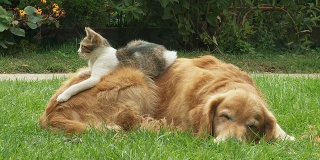 狗和小猫在草地上休息