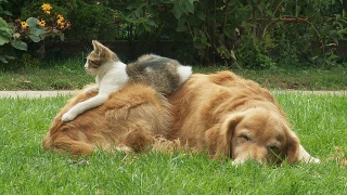 狗和小猫在草地上休息视频素材模板下载