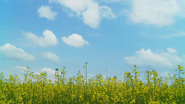 高清时间流逝:云景油菜田