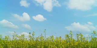 高清时间流逝:云景油菜田