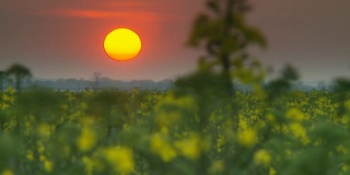 高清延时:日落场景在油菜田