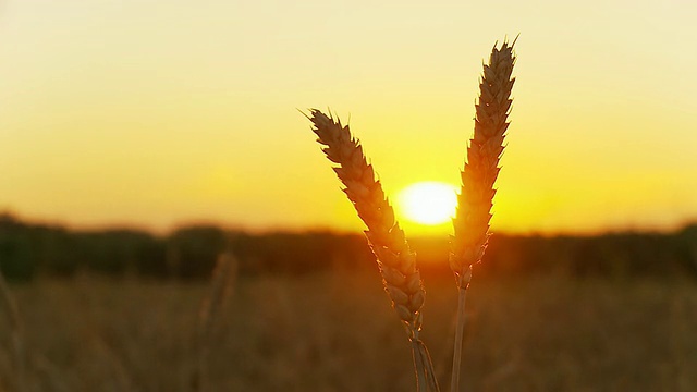 HD时间推移:小麦叶片在日落