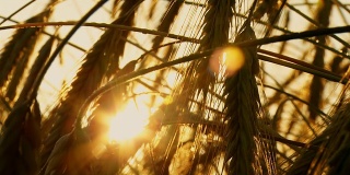 高清延时:阳光透过小麦叶片