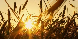 高清时间推移:小麦叶片在日出