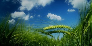 高清慢镜头:绿麦秆在风中摇曳
