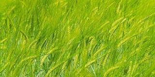 高清慢镜头:绿色小麦在风中摇曳