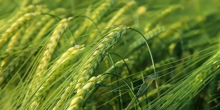 HD:绿色小麦茎的特写