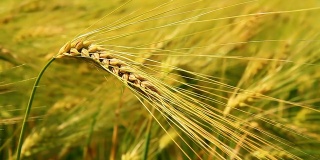 大麦茎秆在田间的特写