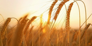 高清多莉:阳光照耀下的小麦秸秆在日落