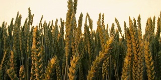 HD多莉:阳光对小麦茎