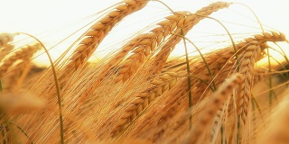 高清多莉:美丽的金色小麦在日落