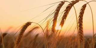 高清多莉:美丽的小麦叶片在日落