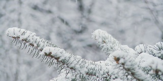 高清慢动作:云杉树枝在雪