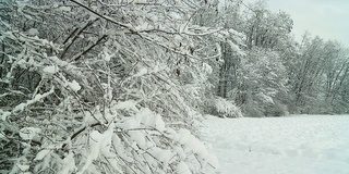 高清慢动作:雪花从树上飘落