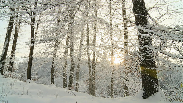 高清慢动作:冬日森林日落