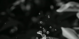 高清慢镜头:清澈的水滴