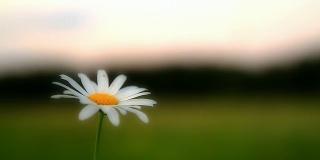 高清多莉:美丽的雏菊在黄昏