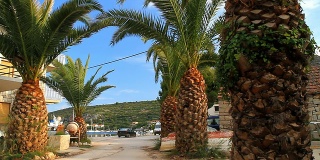 高清多莉:地中海棕榈树