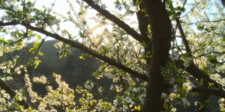 高清多莉:《日落梅花树》