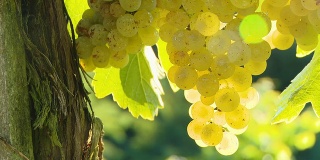 高清多莉:葡萄园里的白葡萄背光