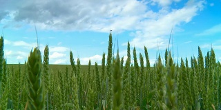 HD Motion Time-Lapse: Cloudscape Over Green Wheat Field