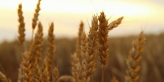 HD DOLLY:在田里摸麦子的女人