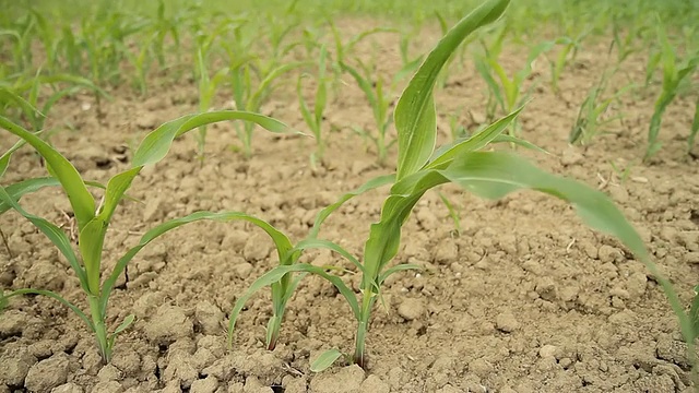 HD多莉:风中生长的玉米幼苗