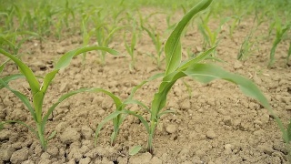 HD多莉:风中生长的玉米幼苗视频素材模板下载