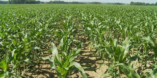 HD DOLLY:微风中的玉米