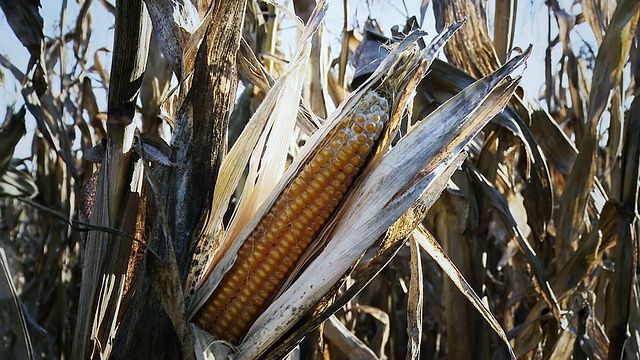 HD DOLLY:干旱和病玉米