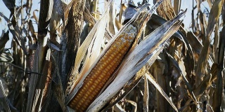 HD DOLLY:干旱和病玉米