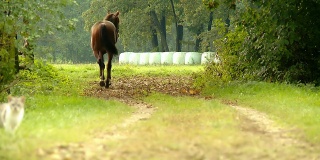 HD: Horse Walking Down The Road