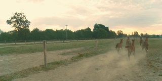 HD CRANE:马在围场中奔跑