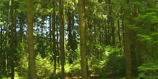 德国混合森林跟踪镜头