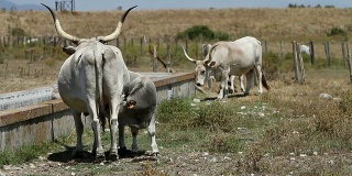 来自意大利玛瑞玛的母牛正在喂养小牛