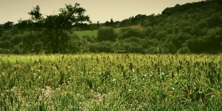 花粉在田野里飞舞