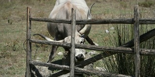 来自意大利玛瑞玛的牛在岩石上的划痕