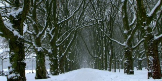 冬天的公园巷