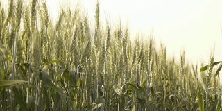 绿色的小麦