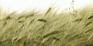 绿色的小麦