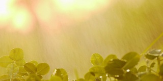 绿苗在雨中