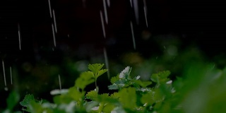 芹菜苗在雨中
