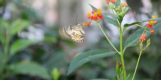 蝴蝶在花中吸食花蜜。