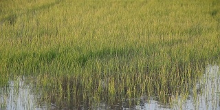年轻的稻田。