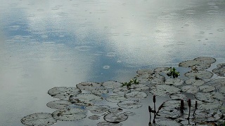 雨滴落在池塘里视频素材模板下载